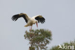 Ooievaar (Ciconia ciconia)