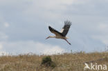 Ooievaar (Ciconia ciconia)