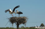 Ooievaar (Ciconia ciconia)