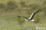 Ooievaar (Ciconia ciconia)