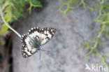 Balkan Marbled White (Melanargia larissa)