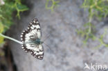 Balkan Marbled White (Melanargia larissa)