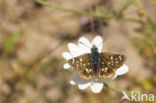 Oostelijk kalkgraslanddikkopje (Spialia orbifer)