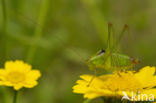 Oostelijke Struiksprinkhaan (Leptophyes albovittata)