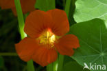 Garden Nasturnium (Tropaeolum majus)