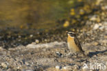 Paapje (Saxicola rubetra)