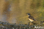 Paapje (Saxicola rubetra)