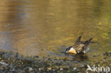 Whinchat (Saxicola rubetra)