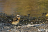 Paapje (Saxicola rubetra)