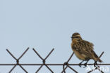 Whinchat (Saxicola rubetra)