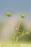 Paapje (Saxicola rubetra)