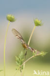 Paapje (Saxicola rubetra)