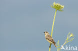 Whinchat (Saxicola rubetra)