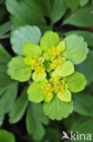 Opposite-leaved Golden Saxifrage (Chrysosplenium oppositifolium)