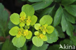 Paarbladig goudveil (Chrysosplenium oppositifolium)