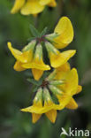 Horse-shoe Vetch (Hippocrepis comosa)