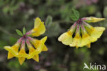 Horse-shoe Vetch (Hippocrepis comosa)