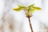 Horse-chestnut (Aesculus hippocastanum)