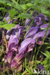 Purple Toothwort (Lathraea clandestina)