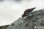 Purple Sandpiper (Calidris maritima)