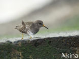 Paarse Strandloper (Calidris maritima)