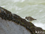 Paarse Strandloper (Calidris maritima)