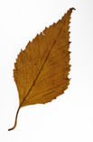 paper birch (Betula papyrifera)