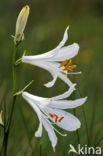 St. Bruno s Lily (Paradisea liliastrum)