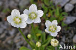 Parnassia (Parnassia palustris)