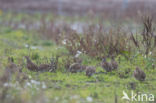 Grey Partridge (Perdix perdix)