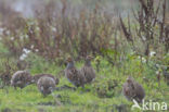 Grey Partridge (Perdix perdix)