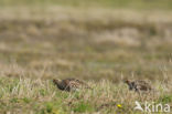 Grey Partridge (Perdix perdix)