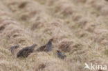 Grey Partridge (Perdix perdix)