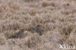 Grey Partridge (Perdix perdix)