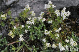Peperboompje (Daphne alpina)