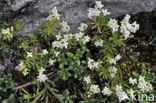 Alpine Mezereon (Daphne alpina)