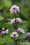 Pepermunt (Mentha x piperita)