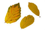 Persian ironwood (Parrotia persica)