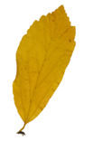 Perzisch ijzerhout (Parrotia persica)
