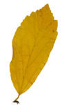 Persian ironwood (Parrotia persica)