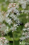 Heartleaved Foamflower (Tiarella cordifolia)