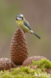 Blue Tit (Parus caeruleus)