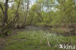 Cuckoo flower (Cardamine pratensis var angustifolia)