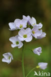 Pinksterbloem (Cardamine pratensis)