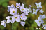 Pinksterbloem (Cardamine pratensis)