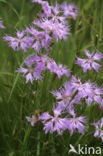 Prachtanjer (Dianthus superbus)