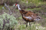 Prairiekraanvogel (Grus canadensis)