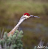 Prairiekraanvogel (Grus canadensis)