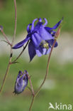 Pyrenean Columbine (Aquilegia pyrenaica)