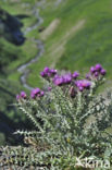 Pyrenean thistle (Carduus carlinoides)